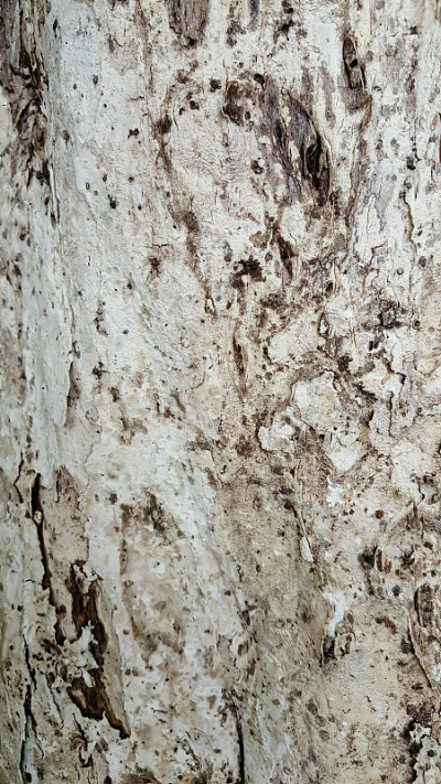 树皮的树