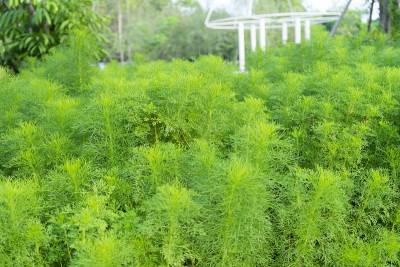 宏观的新鲜绿色小茴香。莳萝绿色背景。