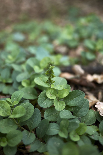 Veronica officinalis