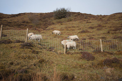 Sheeps