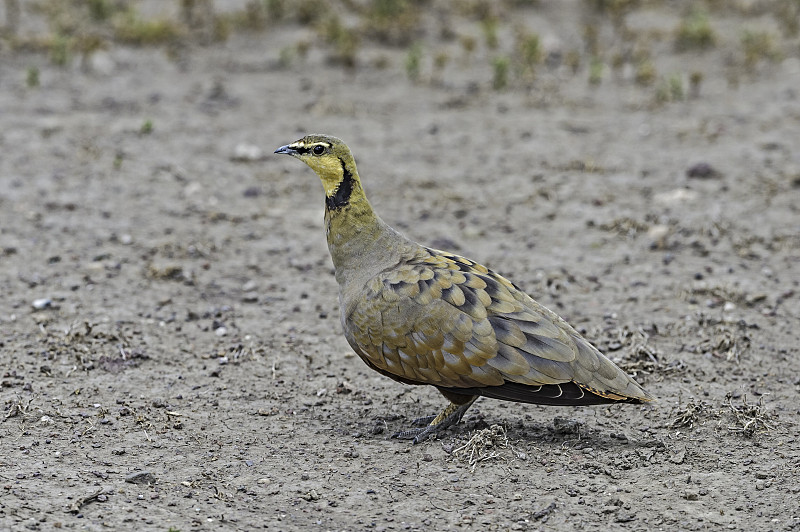 黄喉沙鸡(Pterocles gutturalis)是狐尾科的一种鸟类。恩戈罗戈罗保护区，坦桑尼亚联