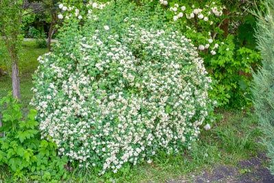 春天盛开的鲜花。海棠花(Alyssum maritimum, Sweet Alyssum, Swee