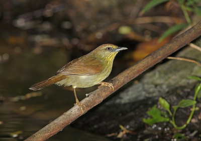 细条纹Tit-babbler