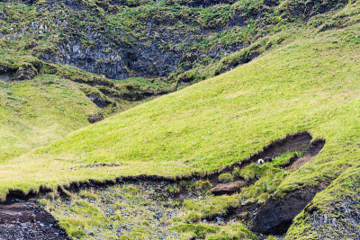 冰岛Reynisfjall山的绿色斜坡