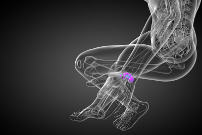 人类腕骨的3d渲染图