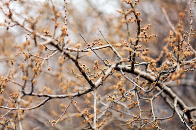 芽,芽