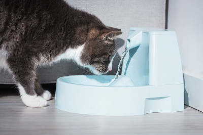 可爱的猫与饮水机。猫和喷泉。宠物的渴望。猫的脱水