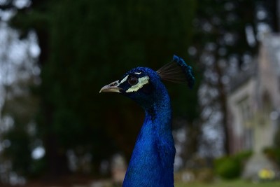 孔雀