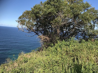树在悬崖