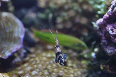 日本的红雀(Pterapogon kauderni)