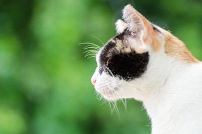 三色猫向前看