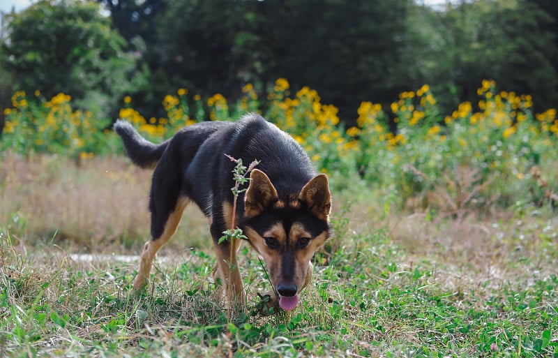 A beautiful black and red and white dog walks in t