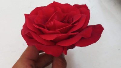 黑玫瑰花特写。