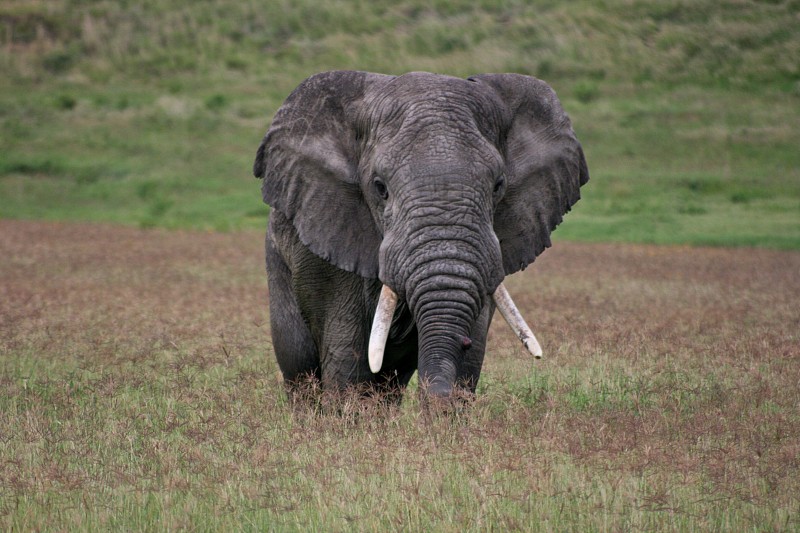 近距离拍摄的野生大象(Loxodonta africana)恩戈罗戈罗火山口坦桑尼亚