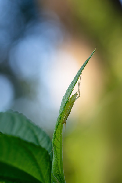 又名意大利树蟋蟀。细长的昆虫，意大利。