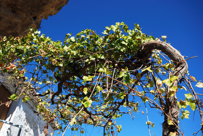 老gravevine,西班牙。
