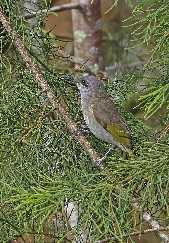 印尼食蜜鸟