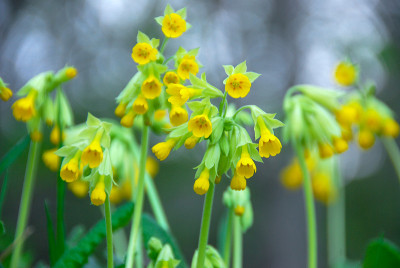 樱草花(报春花)