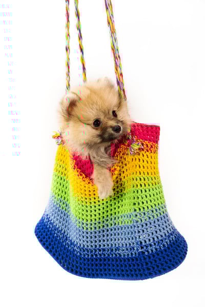 可爱的博美犬在多彩的包