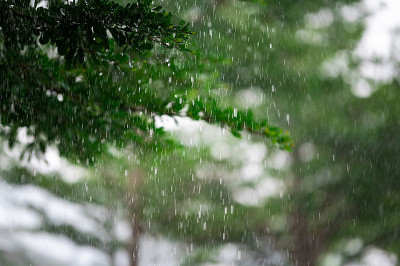 雨滴以绿叶为背景