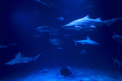 Tiger shark in the ocean surrounded by fish