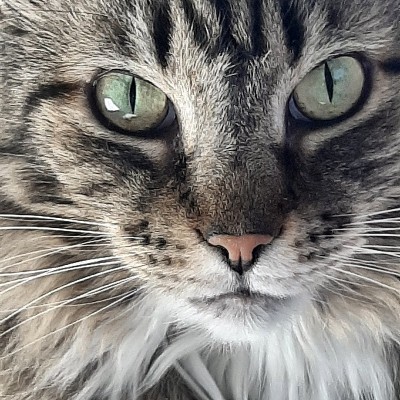 猫用催眠的凝视凝视着