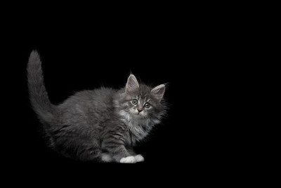 小猫影棚拍摄