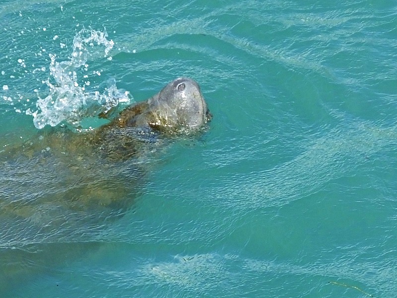 海牛-在佛罗里达的泻湖中游泳呼吸空气