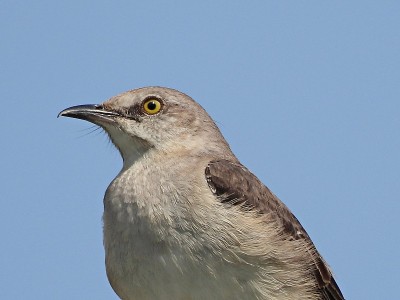 北方嘲鸟(Mimus polyglottos)肖像
