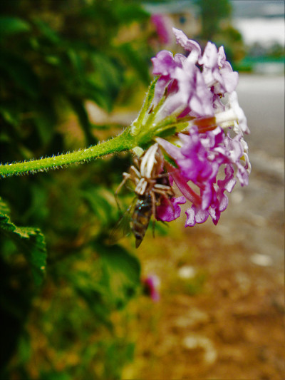 马缨丹花和蜘蛛