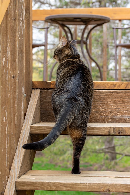 一只灰色虎斑猫爬上木楼梯的后视图