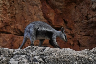 A black flanked rock wallaby on a ledge of its red