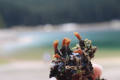手里拿着从森林里采来的罕见蘑菇