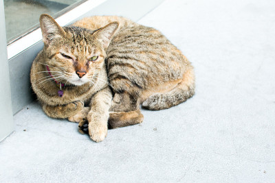 猫