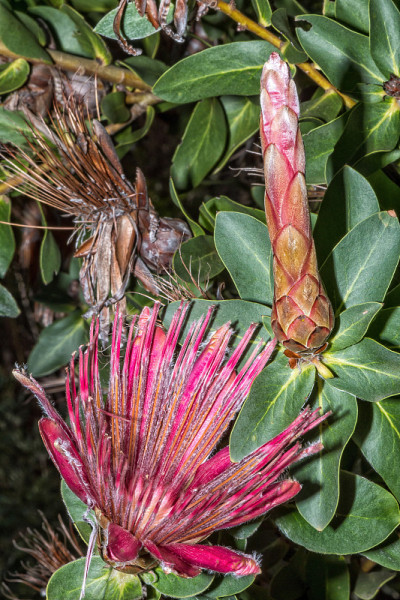 海尔德堡自然保护区的金质Protea Sugarbush梭子