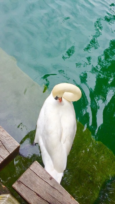 斯旺莱克