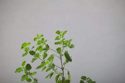 神圣的图拉西plantм