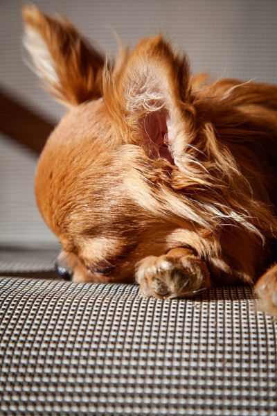 一种小型犬种吉娃娃
