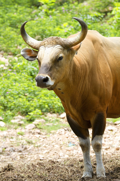Banteng