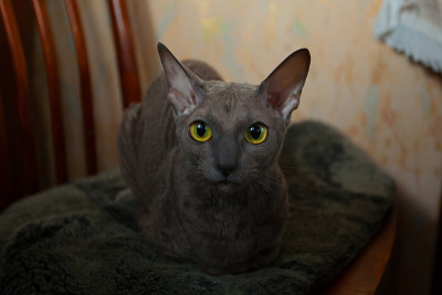 灰猫坐着，看着镜头