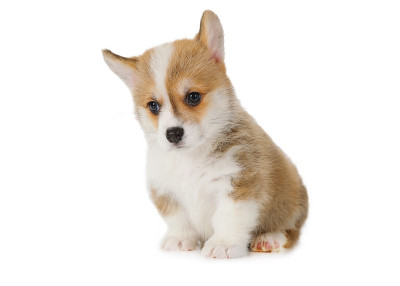 小威尔士柯基犬孤立在白色背景上