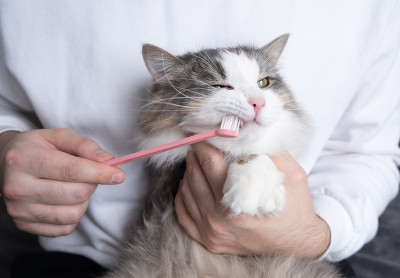 牙刷的动物。一名男子正在给一只灰猫刷牙。动物保健概念