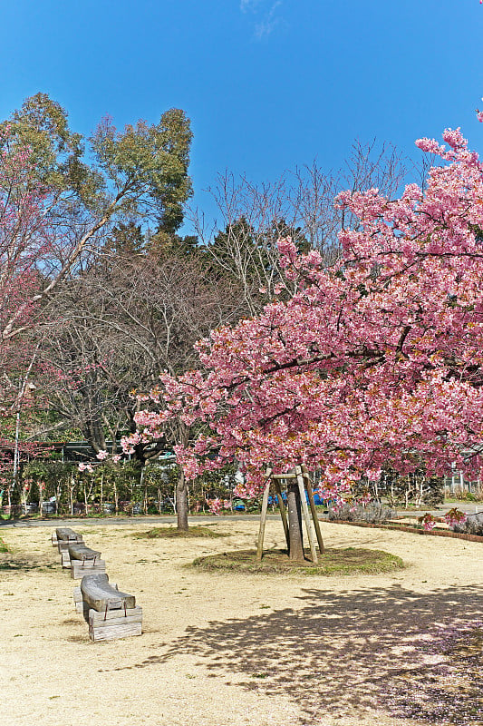 樱花