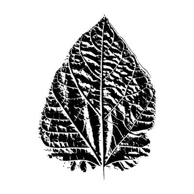 树叶的印记。白色背景上一片叶子的黑色剪影。适合设计、制版、印刷、明信片。植物矢量插图。