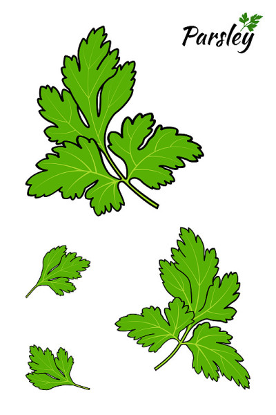 Parsley cartoon 2