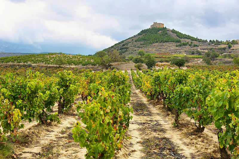 vineyard, La Rioja(西班牙)