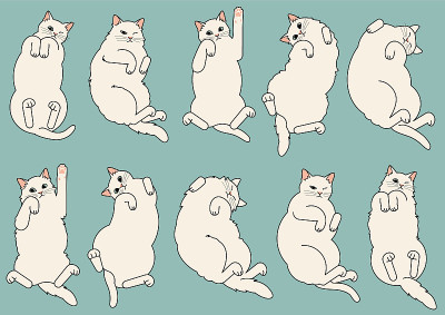 滚动的猫