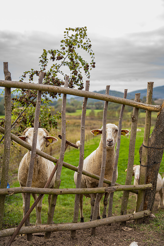 Sheeps
