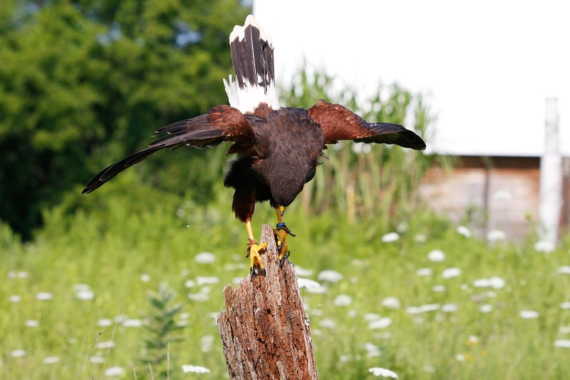 Harris hawk (Parabuteo unicinctus) in flight photo