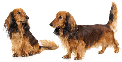 迷你腊肠犬